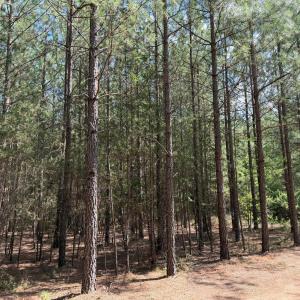 Photo #4 of 61 AC Acorn Rd, Nathalie, VA 62.1 acres