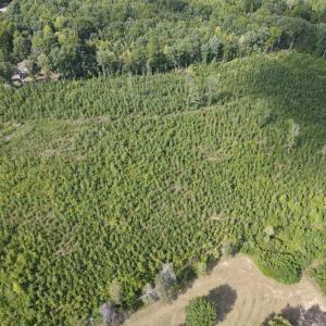 Photo #3 of 20225 L.P. Bailey Memorial Highway, Nathalie, VA 13.2 acres