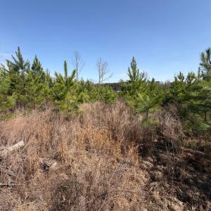 Photo #9 of 20225 L.P. Bailey Memorial Highway, Nathalie, VA 13.2 acres