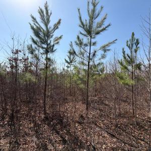 Photo #12 of 20225 L.P. Bailey Memorial Highway, Nathalie, VA 13.2 acres