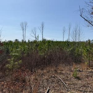 Photo #11 of 20225 L.P. Bailey Memorial Highway, Nathalie, VA 13.2 acres