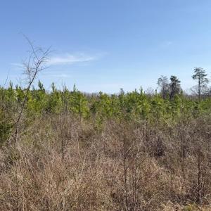 Photo #10 of 20225 L.P. Bailey Memorial Highway, Nathalie, VA 13.2 acres