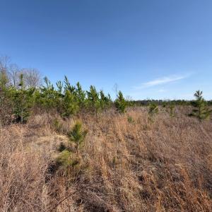 Photo #14 of 20225 L.P. Bailey Memorial Highway, Nathalie, VA 13.2 acres