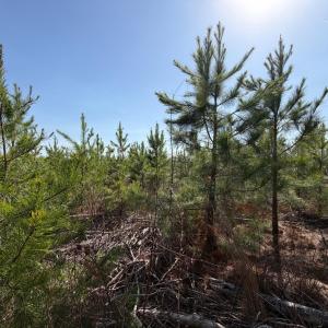 Photo #8 of 20225 L.P. Bailey Memorial Highway, Nathalie, VA 13.2 acres