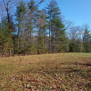 Photo #7 of Wilderness Creek Road, Monroe, VA 110.0 acres