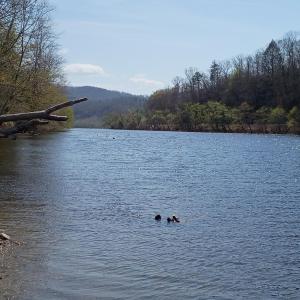 Photo #5 of Wilderness Creek Road, Monroe, VA 110.0 acres