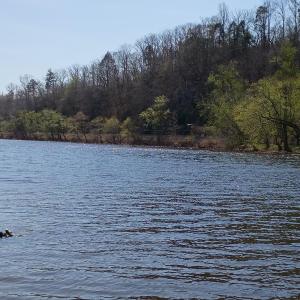Photo #12 of Wilderness Creek Road, Monroe, VA 110.0 acres