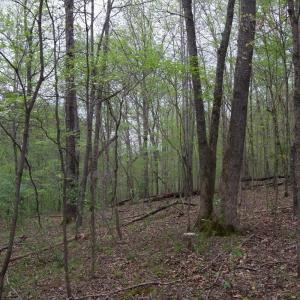Photo #22 of 361 Clear Pointe Run, Lynch Station, VA 3.7 acres