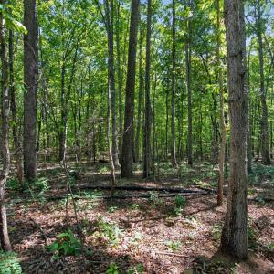 Photo #28 of Lot 8 Mud Street, Concord, VA 5.0 acres