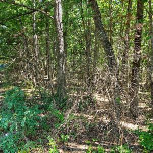 Photo #26 of Lot 8 Mud Street, Concord, VA 5.0 acres