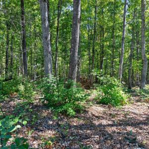 Photo #27 of Lot 8 Mud Street, Concord, VA 5.0 acres