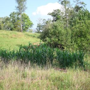 Photo #15 of Puppy Creek Road, Amherst, VA 129.1 acres