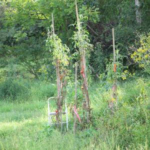 Photo #17 of Puppy Creek Road, Amherst, VA 129.1 acres