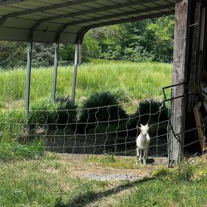 Photo #73 of 9999 Randolph Creek Road, New Canton, VA 60.0 acres