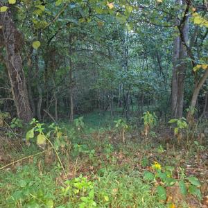 Photo #3 of Rocky Ford Road, Moneta, VA