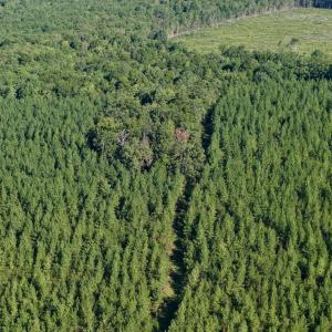Photo #44 of 799 Sunnyside Rd, Arvonia, VA 140.0 acres