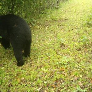 Photo #22 of 799 Sunnyside Rd, Arvonia, VA 140.0 acres