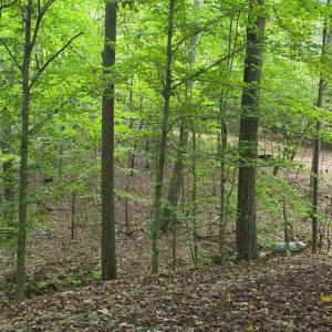 Photo #16 of BROOKWOOD Drive, Evington, VA 3.8 acres
