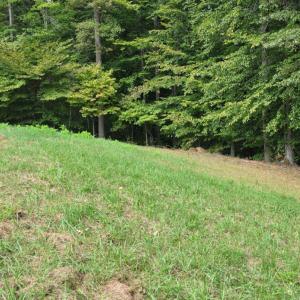 Photo #9 of BROOKWOOD Drive, Evington, VA 3.8 acres