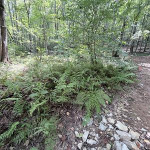 Photo #12 of 33 Piney Mountain Lane, Shipman, VA 12.1 acres