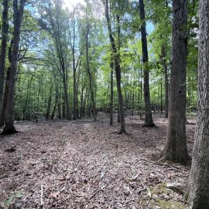 Photo #10 of 33 Piney Mountain Lane, Shipman, VA 12.1 acres
