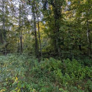 Photo #5 of 206 Chambersville Street, Lynchburg, VA 6.3 acres