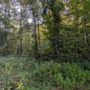 Photo #6 of 206 Chambersville Street, Lynchburg, VA 6.3 acres