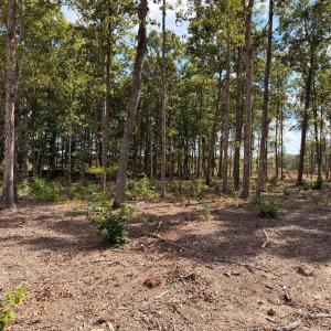 Photo #4 of Long Island Road, Gladys, VA 44.2 acres