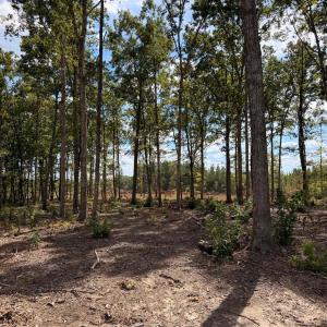 Photo #5 of Long Island Road, Gladys, VA 44.2 acres