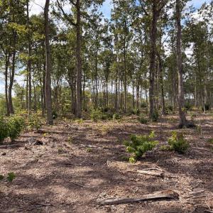 Photo #5 of Long Island Road, Gladys, VA 44.2 acres