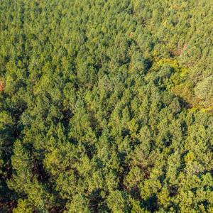 Photo #34 of 2901 Lewis Ford Road, Brookneal, VA 162.5 acres