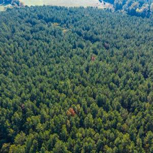 Photo #41 of 2901 Lewis Ford Road, Brookneal, VA 162.5 acres