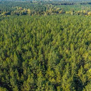 Photo #46 of 2901 Lewis Ford Road, Brookneal, VA 162.5 acres