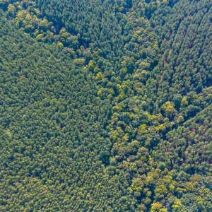 Photo #67 of 2901 Lewis Ford Road, Brookneal, VA 162.5 acres