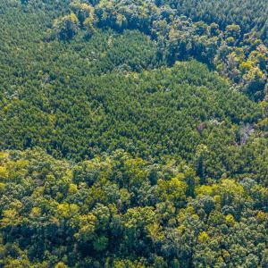 Photo #69 of 2901 Lewis Ford Road, Brookneal, VA 162.5 acres