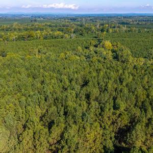 Photo #59 of 2901 Lewis Ford Road, Brookneal, VA 162.5 acres