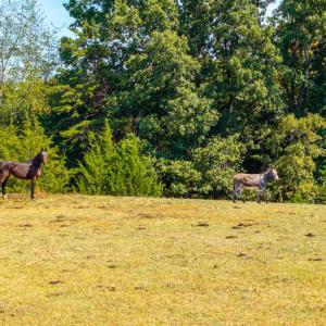 Photo #38 of Horseshoe Creek Ln, Amherst, VA 50.0 acres
