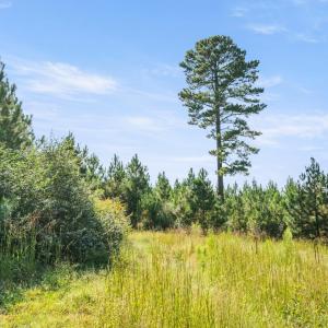 Photo #64 of 11271 Kentuck Road, Sutherlin, VA 574.4 acres