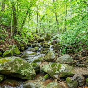 Photo #14 of 1509 Spruce Creek, Nellysford, VA 6.5 acres