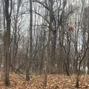 Photo #5 of 1147 Stratford Road, Lynchburg, VA 9.5 acres