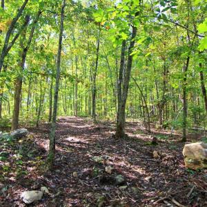 Photo #8 of 6 Mill Pond Road, Appomattox, VA 2.4 acres