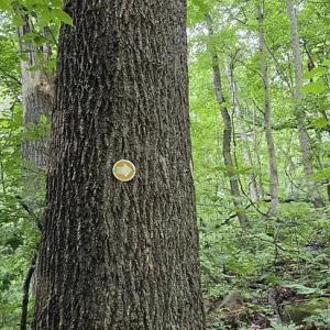 Photo #27 of 4445 Red Bird Drive, Standardsville, VA 16.0 acres