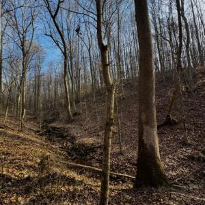 Photo #11 of 769 Darby Road, Pittsville, VA 193.2 acres