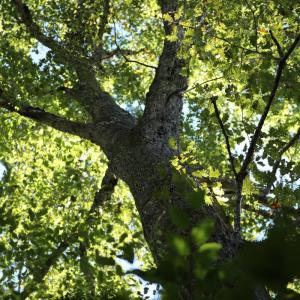Photo #3 of Hollywood Road, Appomattox, VA 84.4 acres