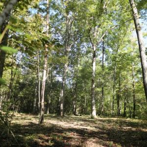 Photo #1 of Hollywood Road, Appomattox, VA 84.4 acres