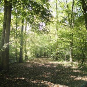Photo #6 of Hollywood Road, Appomattox, VA 84.4 acres
