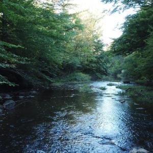 Photo #9 of Hollywood Road, Appomattox, VA 84.4 acres