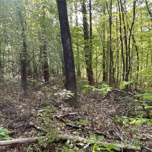 Photo #16 of 1265 Burris, Sharon, SC 137.0 acres