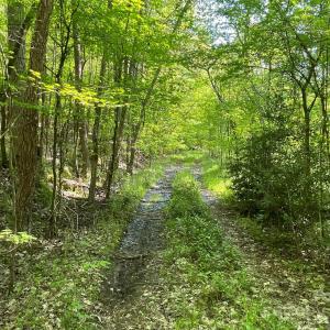 Photo #12 of 1265 Burris, Sharon, SC 137.0 acres