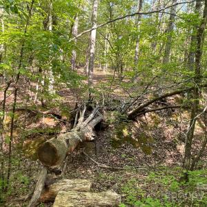 Photo #18 of 1265 Burris, Sharon, SC 137.0 acres